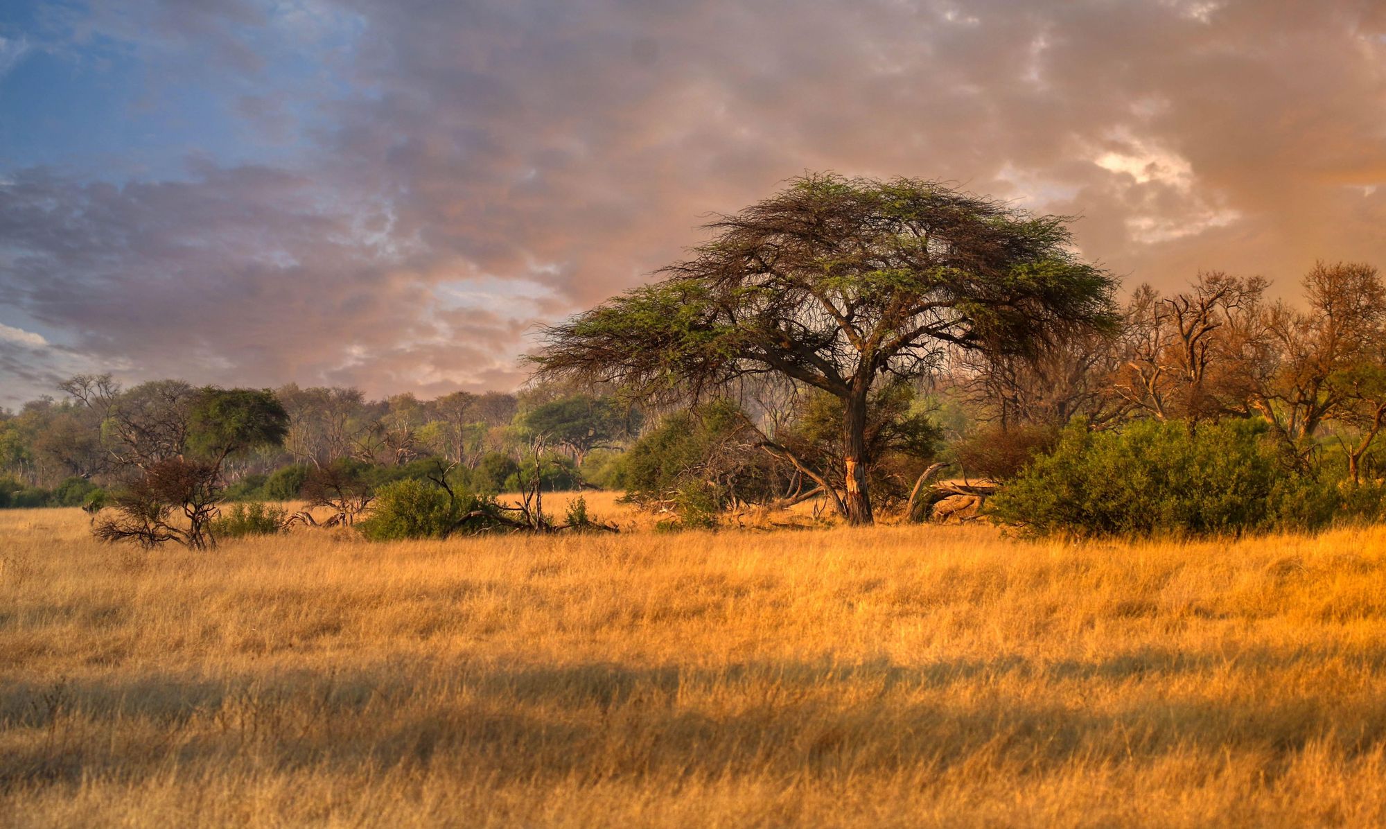 Trisha’s Zimbabwe Odyssey: The Call of the Wild