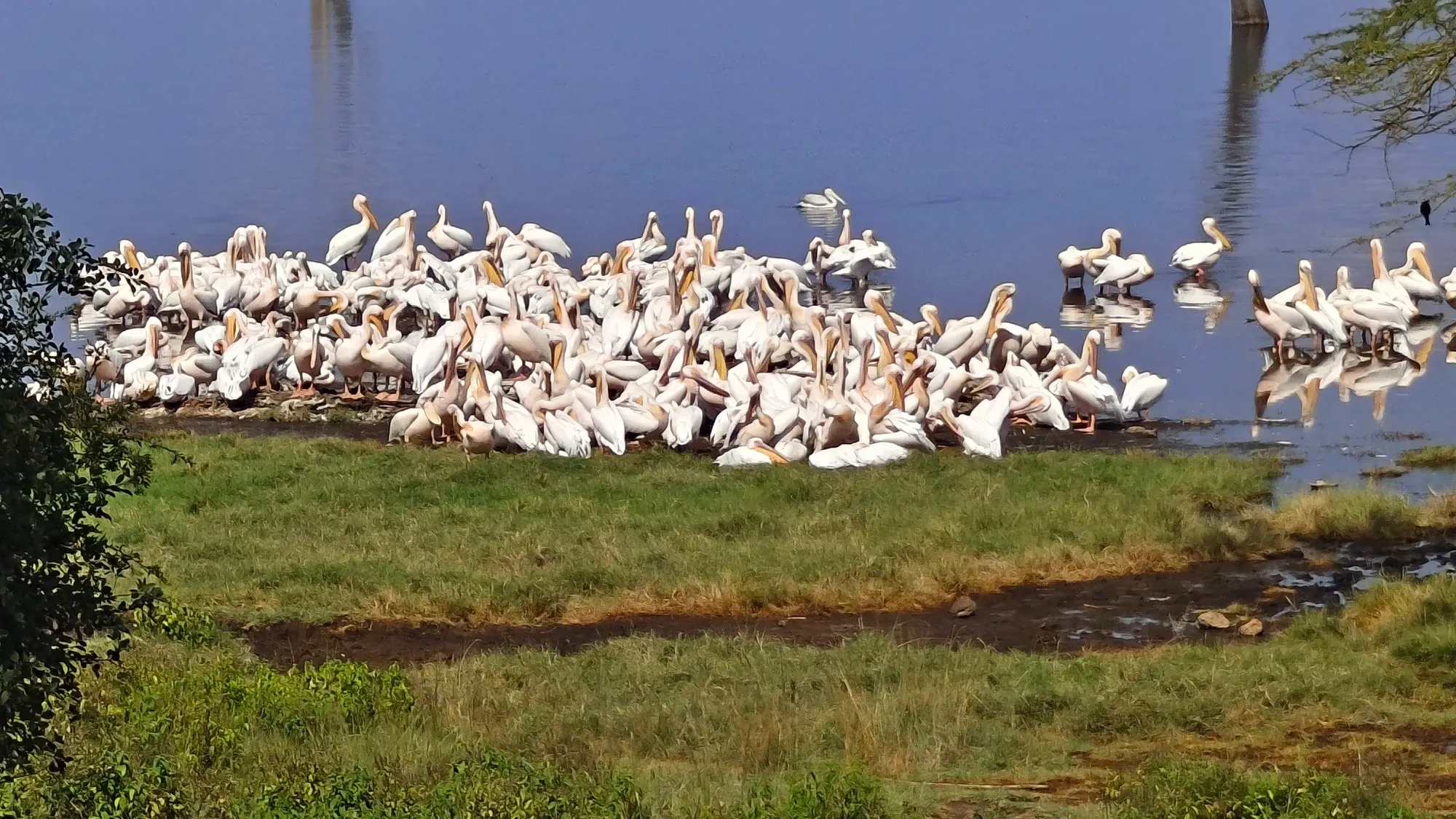 Experiencing Kenya with Thrillophilia: Marie & Steve’s Safari Adventure