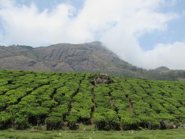 Manideep’s Adventure To Munnar and Beyond with Thrillophillia