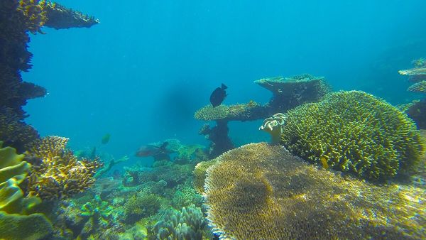 Shubham and His Group’s One-of-a-Kind Australia Adventure with Thrillophilia