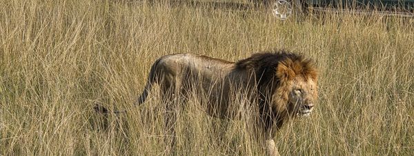 Ashit’s Family Expedition Across Kenya’s Iconic Parks with Thrillophilia